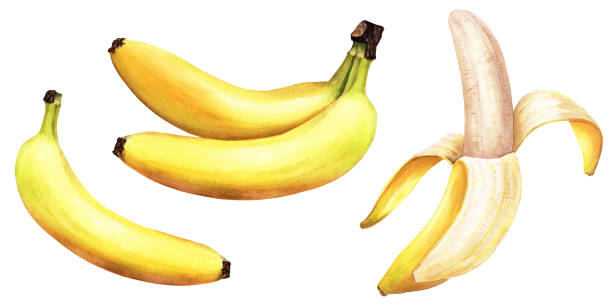 ilustrações, clipart, desenhos animados e ícones de um conjunto de bananas - um alongado, frutos amarelos comestíveis. ilustração botânica de aquarela desenhada à mão isolada no fundo branco. para cartões de clip-art, pacote de etiqueta de menu - banana peeled banana peel white background