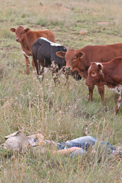 Young boy lying in long grass while cattle investigate A young unrecognizable boy lying in long grass, while curious cattle approach him nguni cattle stock pictures, royalty-free photos & images