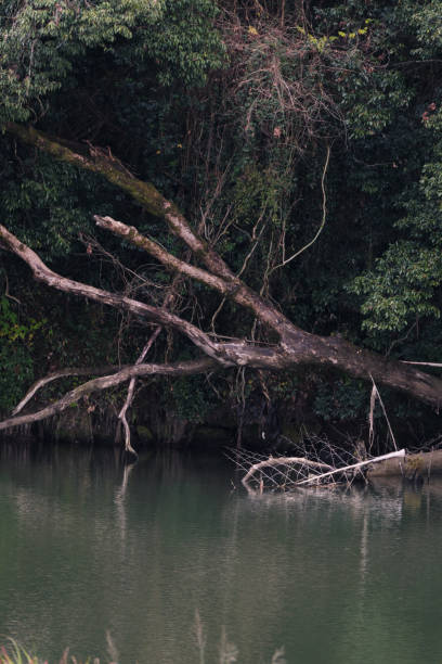 istock Beautiful driftwood left in the river 1837458988