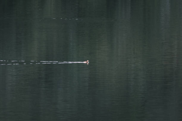 istock duckling swimming on the water 1837459896