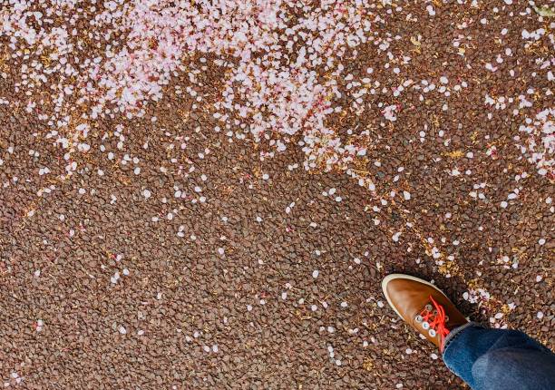 The ground and feet covered with scattered cherry blossom petals.