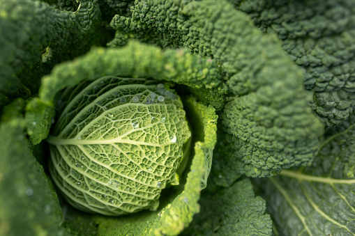 High angle view of a head of cabbage in a leaf, in the garden. Gardening concept