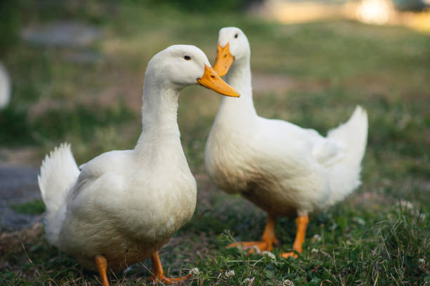 istock Two white geese stand on green grass. Poultry, breeding geese. Rural background. 1837496300