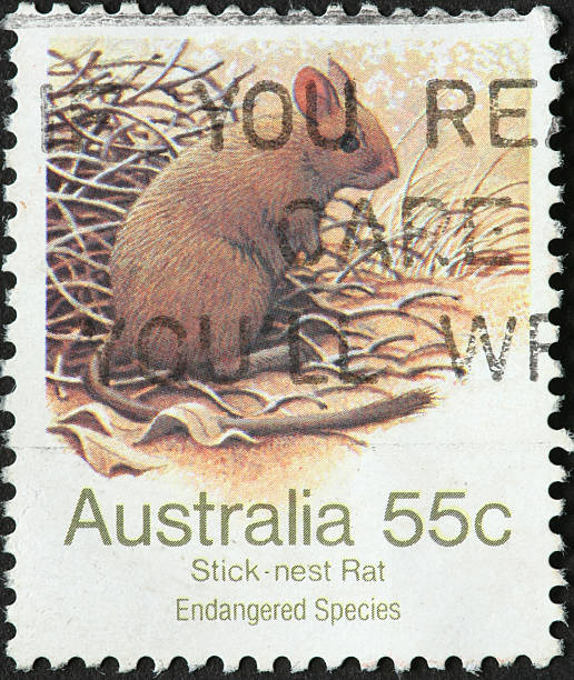 istock Australian stick-nest rat 183750391