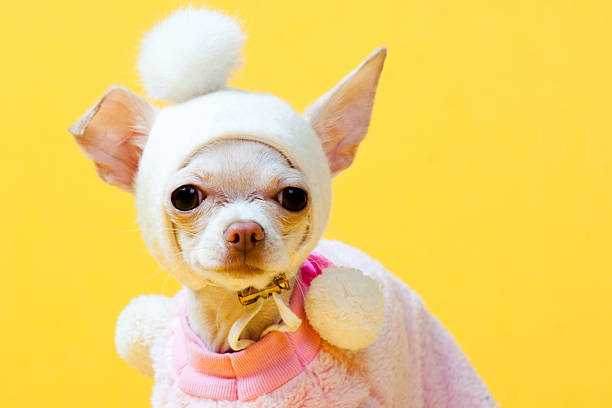 istock Chihuahua Puppy 183750533