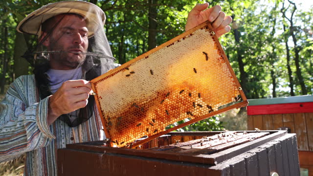 Bees Walking on Honeycomb and Carrying Honey