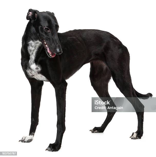 Whippet Black Dog Stockfoto und mehr Bilder von Weißer Hintergrund - Weißer Hintergrund, Greyhound - Hunderasse, Hund