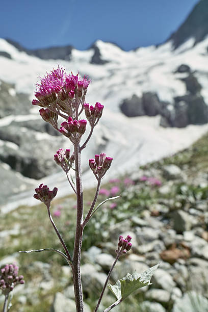 Lilac flowers on a mountaintop amidst rocks and glaciers. Horizontal photos of beautiful nature. . High quality photo.