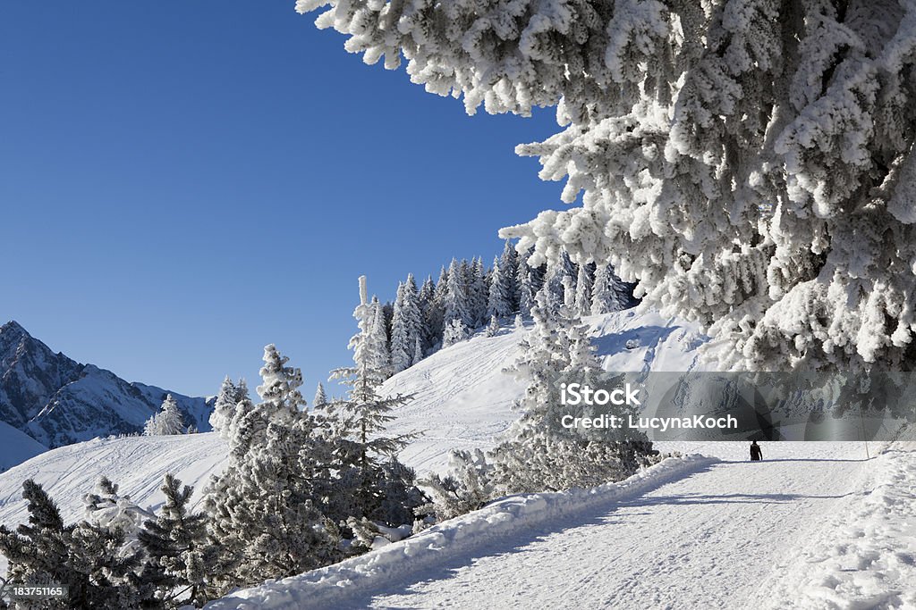Bäume im Schnee bedeckt. - Lizenzfrei Alpen Stock-Foto