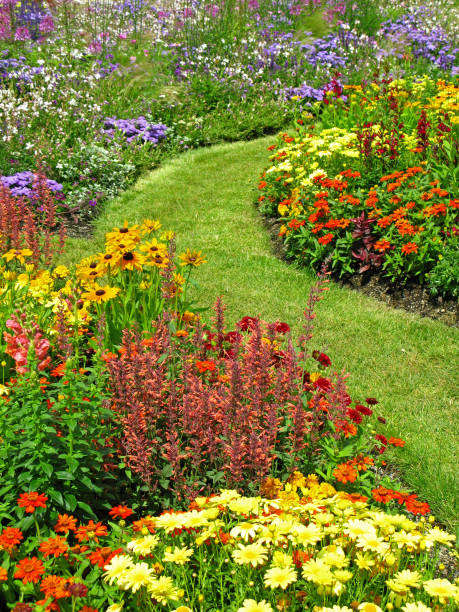 jardin de fleurs en été - couleur panachée photos et images de collection