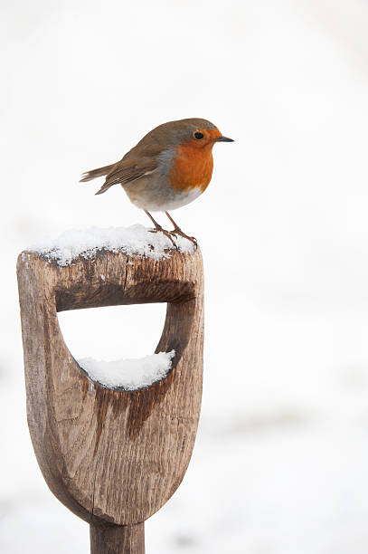 istock Robin in snow perching on a garden spade 183751281