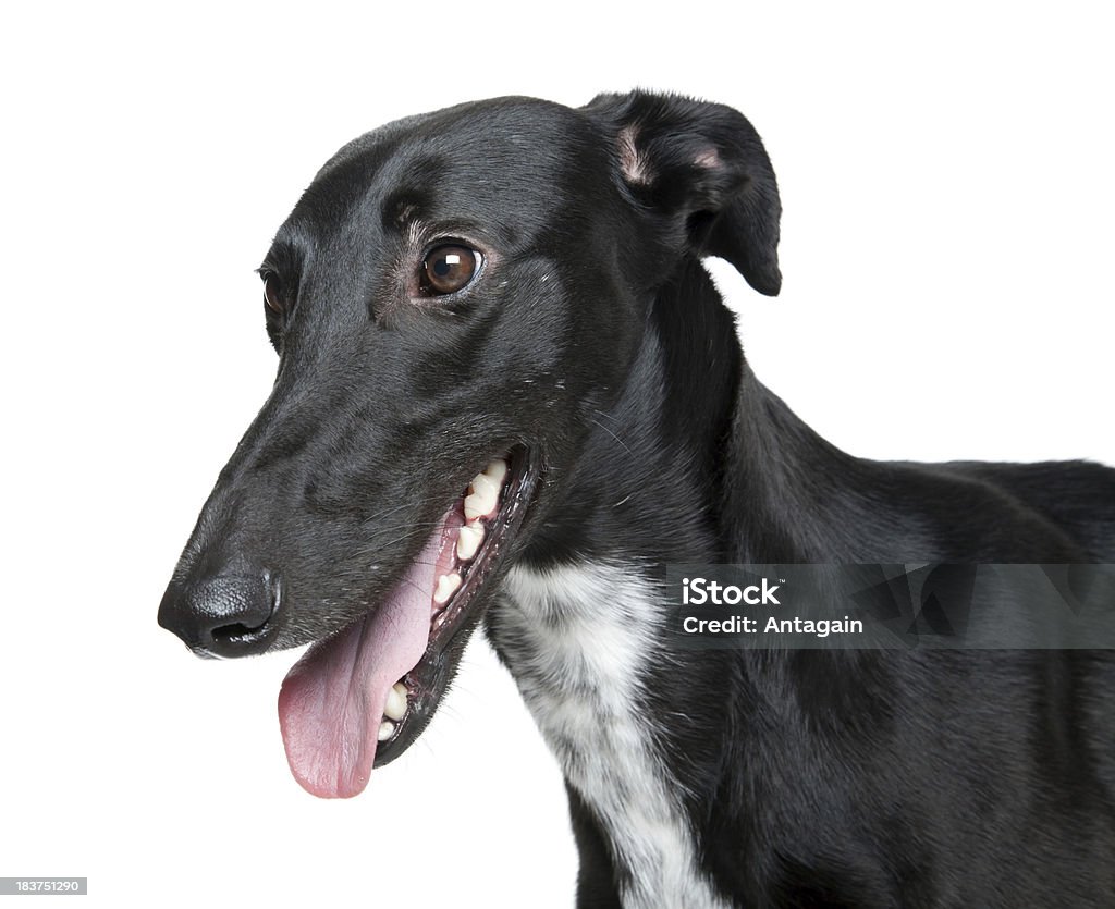 Whippet czarny Pies - Zbiór zdjęć royalty-free (Greyhound)