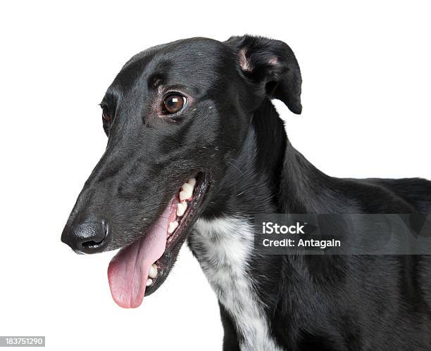 Foto de Lebréu Cão Preto e mais fotos de stock de Galgo - Galgo, Cor Preta, Fundo Branco