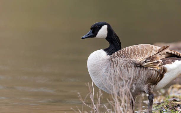 istock Side view close-up of a Canada Goose standing by a lake 1837514224