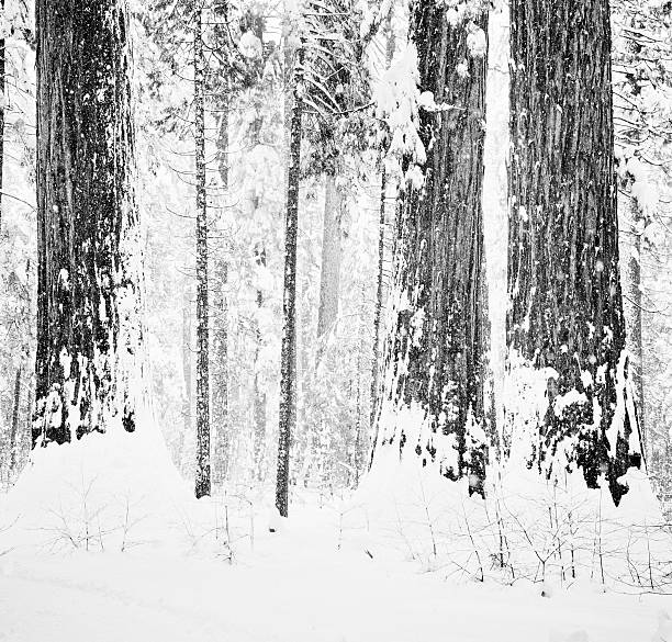 冬セコイア - extreme terrain powder snow winter snow ストックフォトと画像