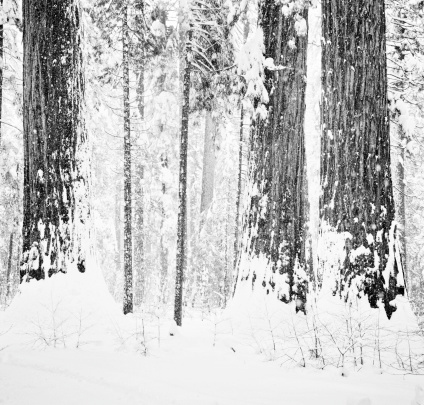 Winter in the redwood forest.   Slight tint and grain added to simulate film.