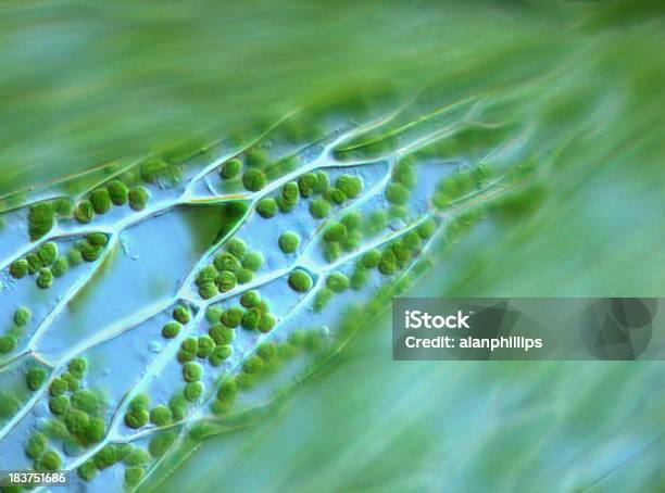 Moss Leaf Células Foto de stock y más banco de imágenes de Membrana celular - Membrana celular, Flora, Magnificación