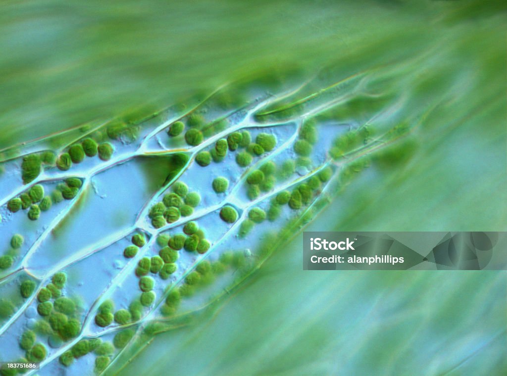 Moss folha de células - Royalty-free Membrana Celular Foto de stock