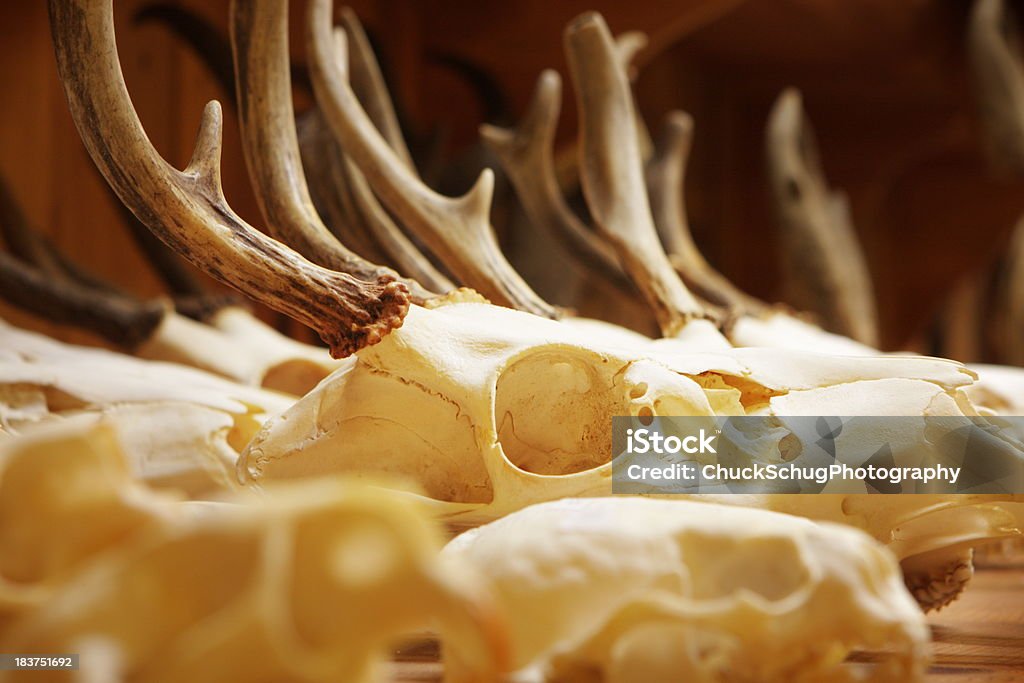 Animal Skull Bone Deer Antlers "Animal skulls - mostly deer with antlers - grouped on a table.  Sedona, Arizona, 2011." Anatomical Model Stock Photo