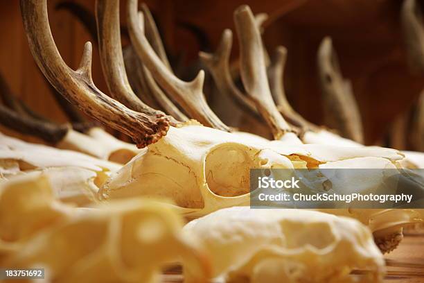 Animal Skull Bone Deer Antlers Stock Photo - Download Image Now - Anatomical Model, Anatomy, Animal