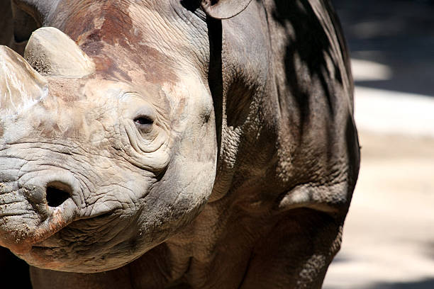 Preto Rhino - fotografia de stock