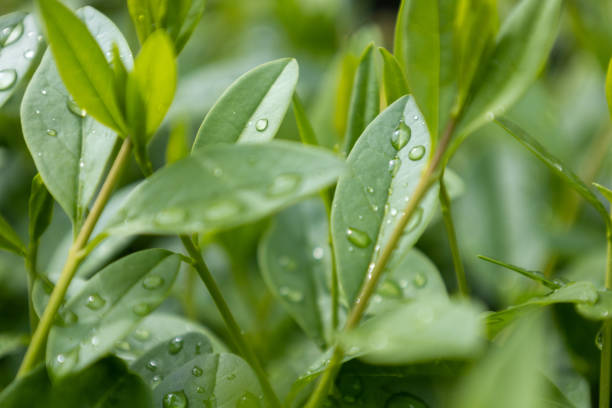 Hedge bush close-up. Green leaves in dew.