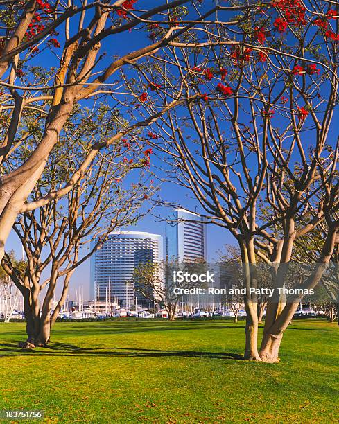 Photo libre de droit de Ville De San Diego Est Encadré Par Les Arbres Corail banque d'images et plus d'images libres de droit de Arbre