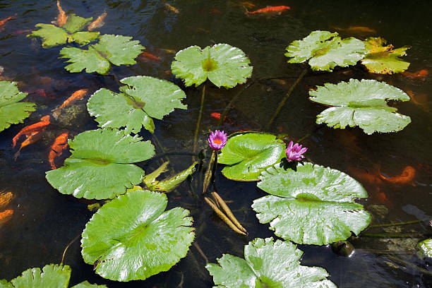 istock Lotus flowers and Koi fish 183751758