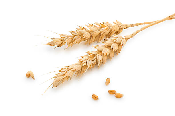 Wheat stems. stock photo