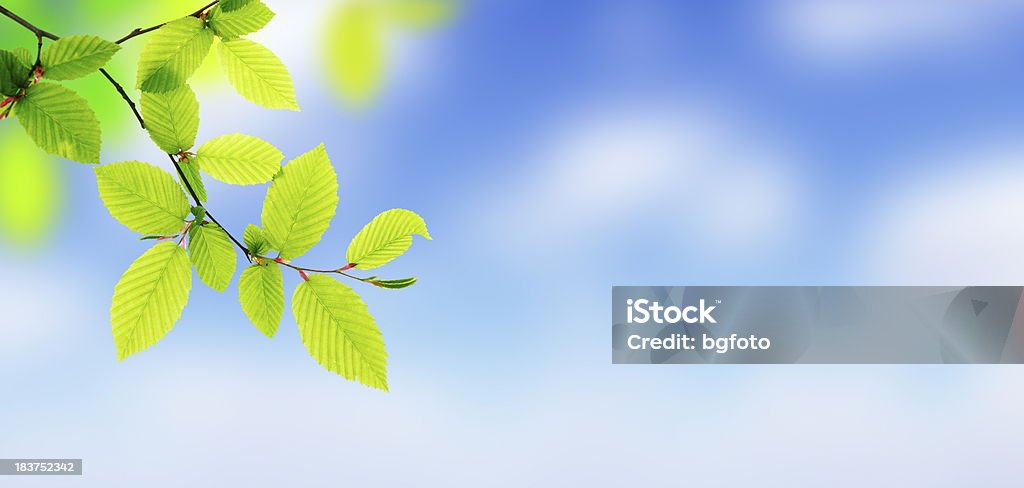 Свежие зеленые листья-Panorama (XXXL - Стоковые фото Фоновые изображения роялти-фри