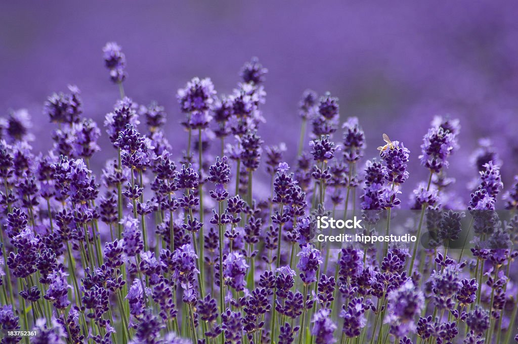 Primo piano di sfondo di lavanda di Hokkaido, Giappone - Foto stock royalty-free di Lavanda - Pianta