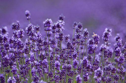 Close-up of Lavender background in Hokkaido Japan, narrow depth of field, space for copy