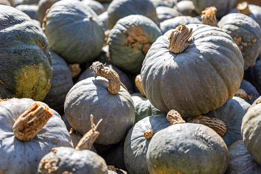 Many blue and green pumpkins of different sizes. Background.