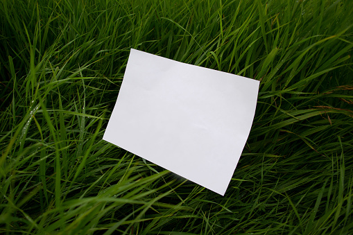 Mockup of white A4 sheet on green grass in raindrops with scattered focus. Mockup of a poster on grass with no sun. White blank on grass