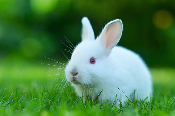 istock Funny baby white rabbit in grass 183753825