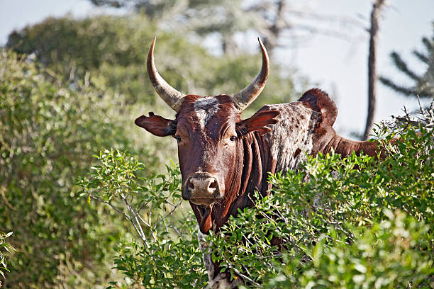 One black zebu bull grassing on a field on sunny day, Madagascar.