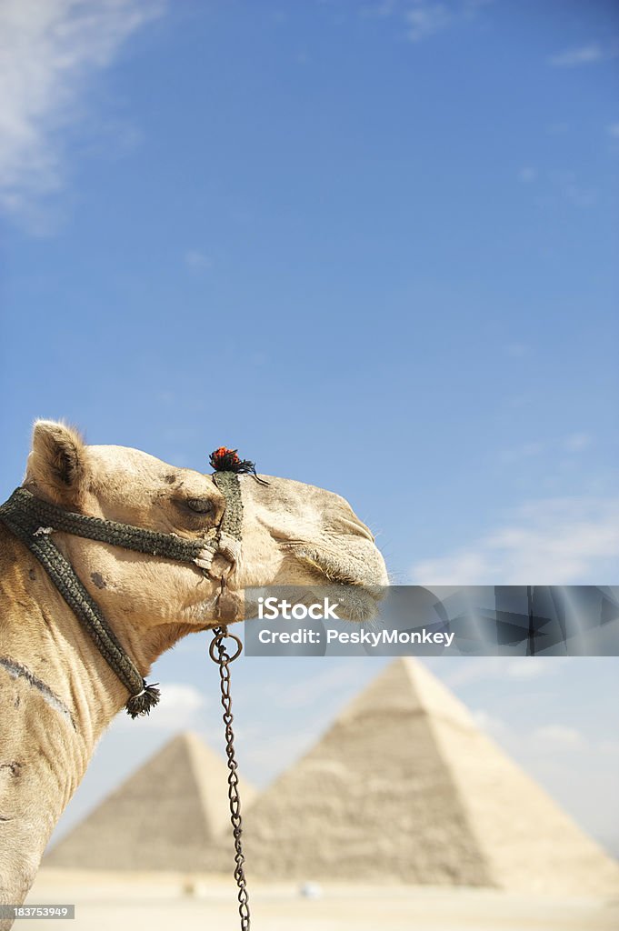 Camel Blick auf den großen Pyramiden von Gizeh. - Lizenzfrei Antike Kultur Stock-Foto