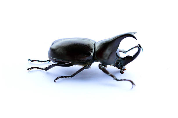 rhinoceros beetle - 班蝥 個照片及圖片檔