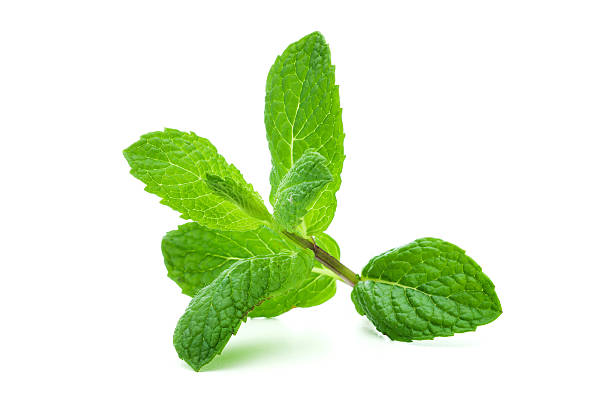 A giant sprig of lit mint on a white background As mint leaf culinary stock pictures, royalty-free photos & images
