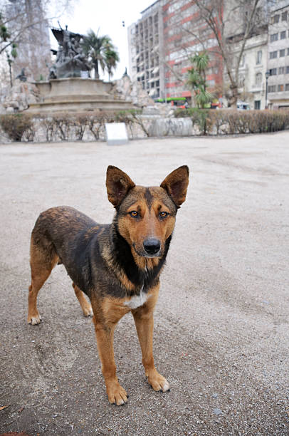 istock Stray Dog in Santiago 183754083