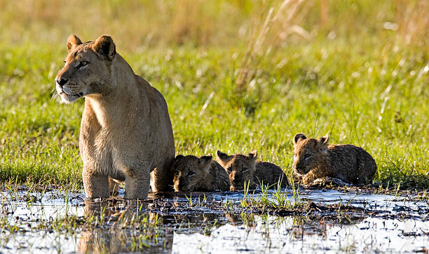istock Lion family wading through shallows 183754106