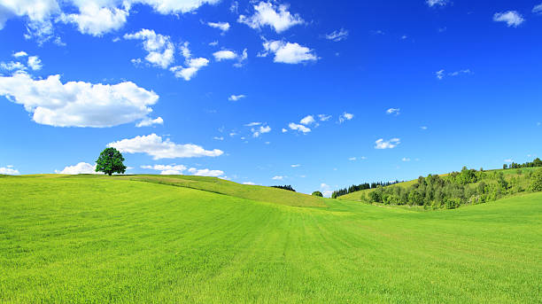 grünen wiese und baum-sonnigen landschaft panorama - rolling landscape stock-fotos und bilder