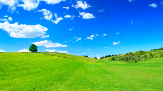 Panoramic image of a beautiful summer natural landscape of a large pasture with young fresh green grass and blue sky with clouds at sunset.