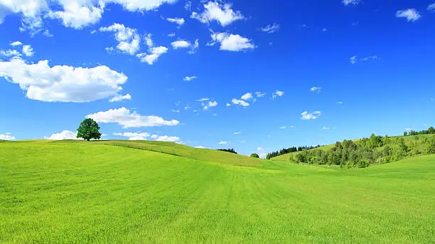 Photo of Green Meadow and Tree - Sunny Landscape Panorama