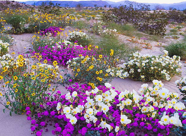 Glorious spring in the desert Spring Wildflowers In Anza Borrego Desert State Park, California borrego springs photos stock pictures, royalty-free photos & images
