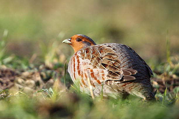 Grey Partridge Grey Partridge (Perdix perdix) perdix stock pictures, royalty-free photos & images