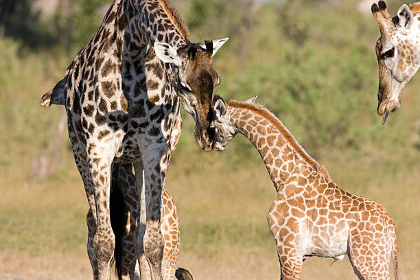 istock Mother Giraffe and Youngster 183754681