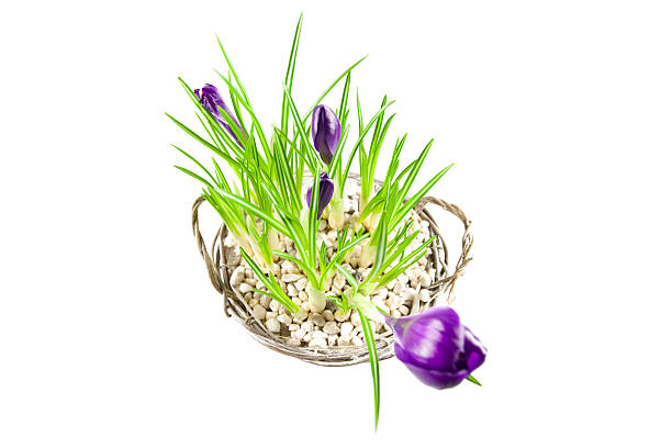 cesto con fiori di croco di pasqua / - hanging flower basket isolated foto e immagini stock