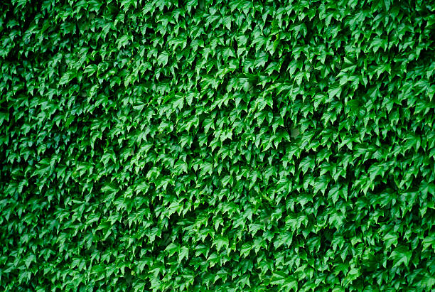 istock Ivy of the summer 183754815