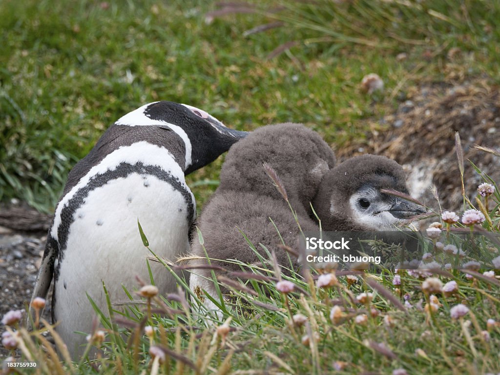 Pingüino de magallanes madre e hijos (Tierra del Fuego - Foto de stock de Aire libre libre de derechos